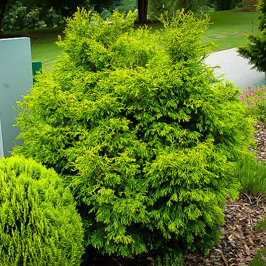 Lemon Twist Hinoki Cypress Shrubs For Sale | The Tree Center™