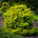 Lemon Twist Hinoki Cypress Shrubs For Sale | The Tree Center™