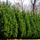 Leyland Cypress Trees For Sale 