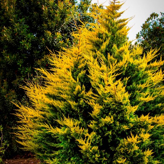 Collection 101+ Pictures Pictures Of Leyland Cypress Trees Latest