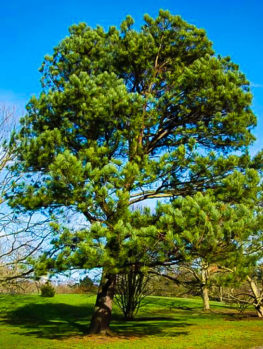 Pine Trees For Sale Buy Pine Trees The Tree Center   Loblolly Pine 1 263x349 