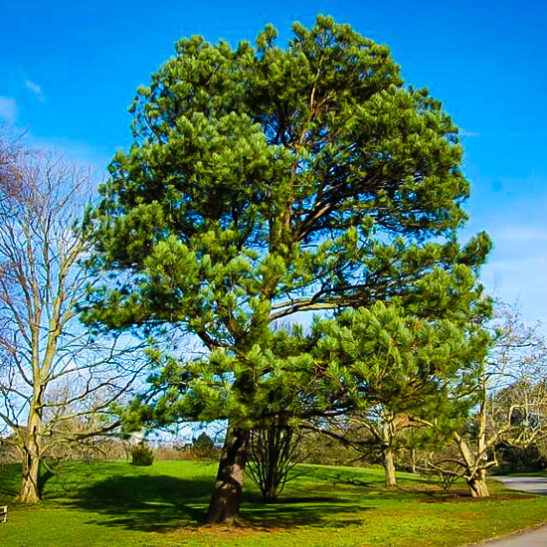 Loblolly Pine Trees For Sale Online | The Tree Center™