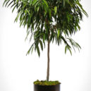 Long Leaf Ficus Tree | The Tree Center™