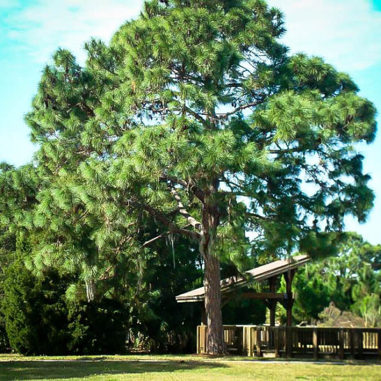 Longleaf Pine Trees For Sale Online | The Tree Center™