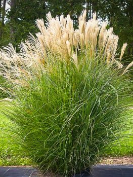 Buy Ornamental Grasses Online | The Tree Center™