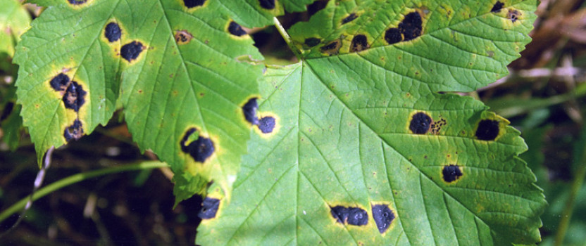 Maple Tree Diseases - Common Problems with Maples | The Tree Center™