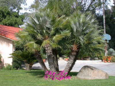 how long do palm trees take to grow 