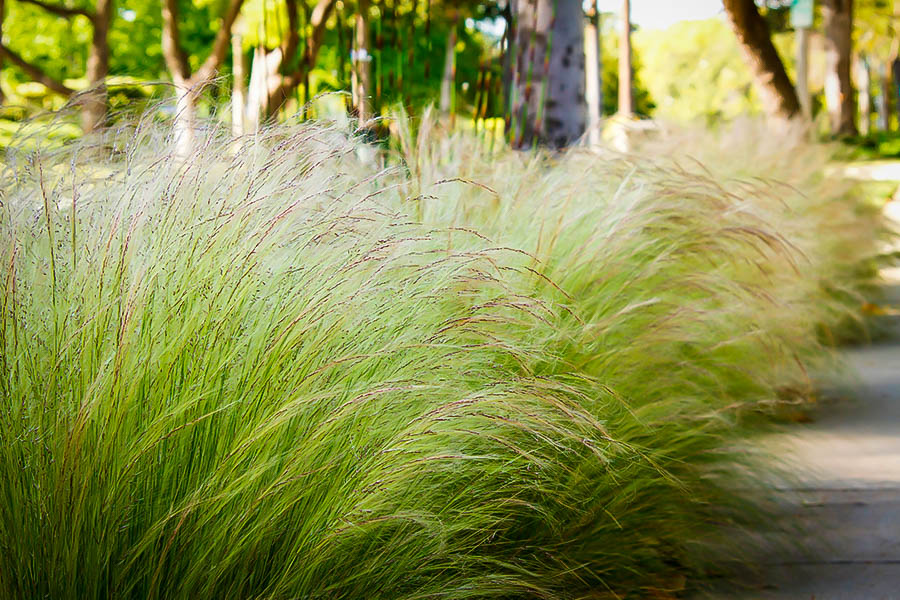 Mexican Feather Grass For Sale Online The Tree Center 