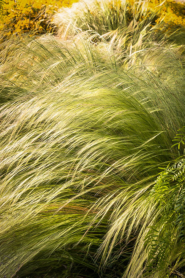 Mexican Feather Grass For Sale Online The Tree Center 