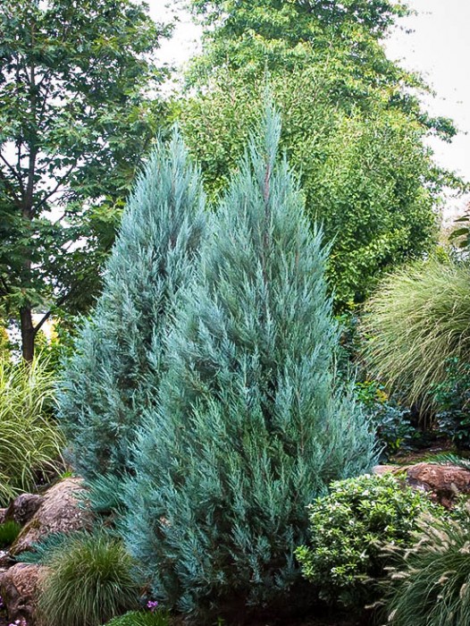 Skyrocket Juniper | The Tree Center™