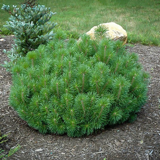 Mugo Pine | The Tree Center™