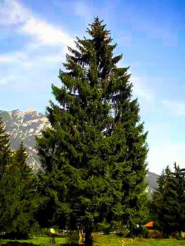 Bruns Weeping Serbian Spruce For Sale Online 