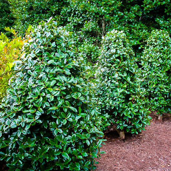 Southern Living Oakland Holly Tree 