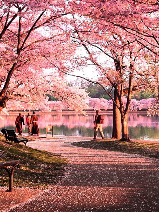 Okame Cherry Blossom Tree