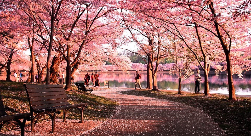 pink and purple tree in dc