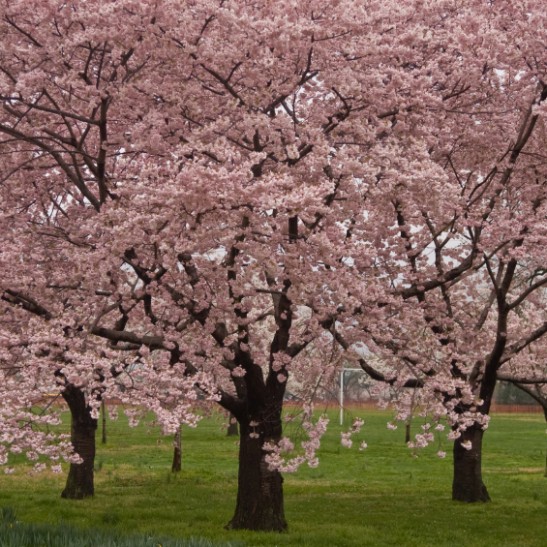 Okame Cherry Blossom Tree For Sale Online | The Tree Center