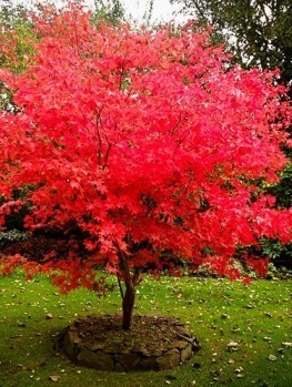 Sherwood Flame Japanese Maple | The Tree Center™