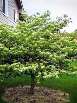 Kousa Dogwood Tree 