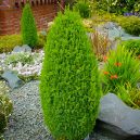 Pencil Point Juniper Trees For Sale | The Tree Center™