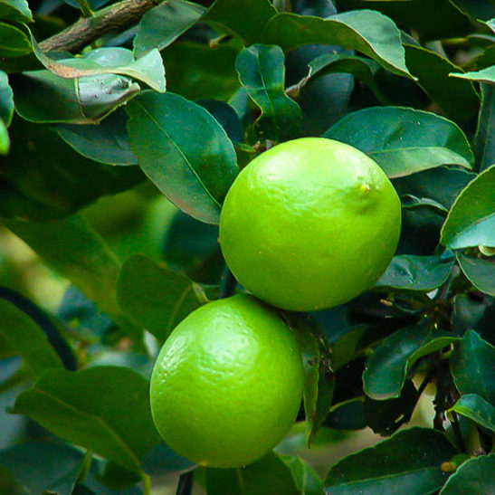 Persian Lime Trees For Sale Online | The Tree Center™