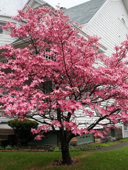 cherokee brave dogwood for sale near me