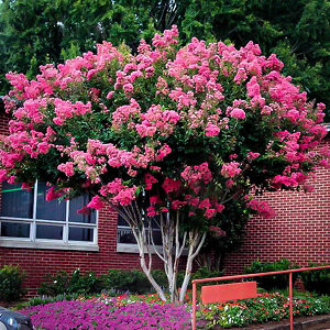 Pink Velour Crape Myrtle