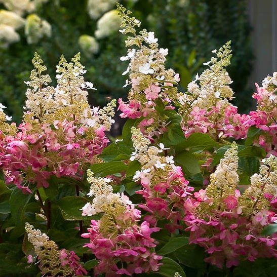 Pinky Winky Hydrangea For Sale Online | The Tree Center™