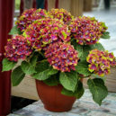 Pistachio Hydrangea For Sale | The Tree Center™