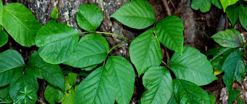 How To Kill Poison Ivy The Tree Center™