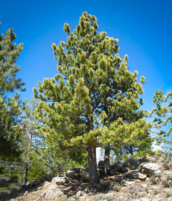 ponderosa-pine-trees-for-sale-online-the-tree-center