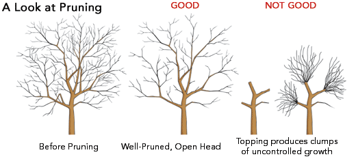 prune tree vs plum tree