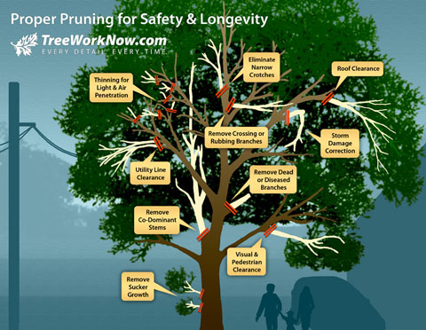 pruning-diagram