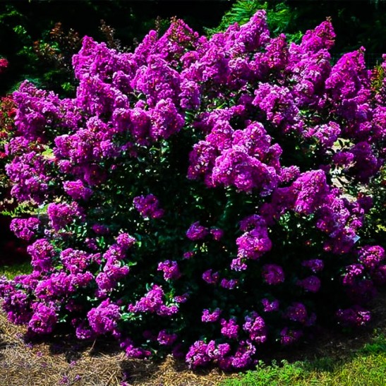 Purple Magic Crape Myrtle For Sale Online | The Tree Center