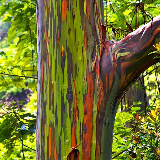 Rainbow Eucalyptus Tree For Sale Online  The Tree Center