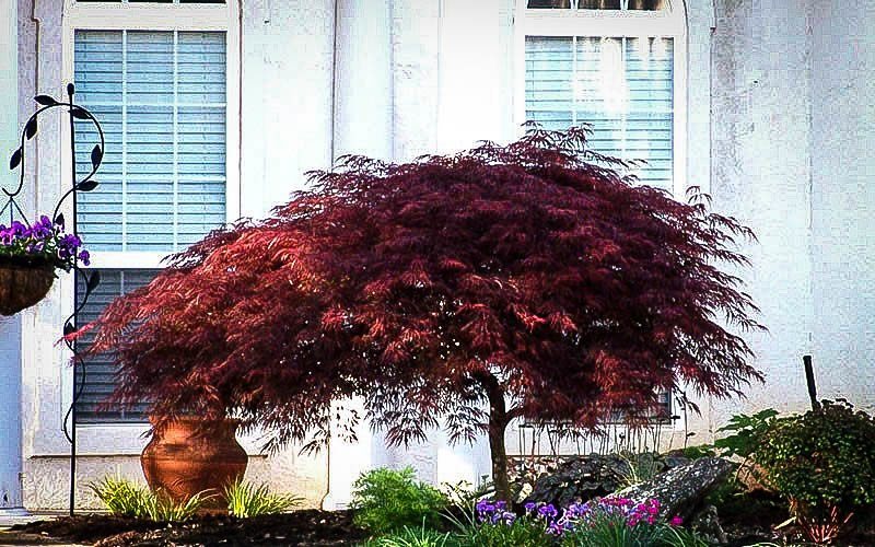Red Dragon Japanese Maple For Sale Online | The Tree Center