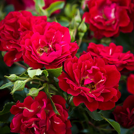 Red Drift® Rose Bushes For Sale Online | The Tree Center™