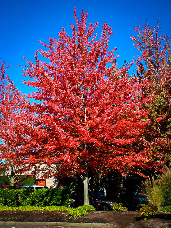 red sunset red maple