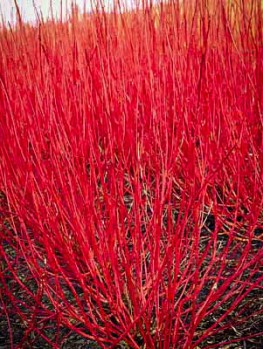 Dogwood Tree Facts - Everything You Need To Know About Dogwoods