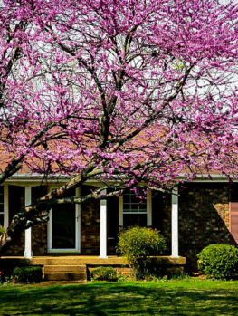 Appalachian Redbud Trees For Sale Online | The Tree Center™