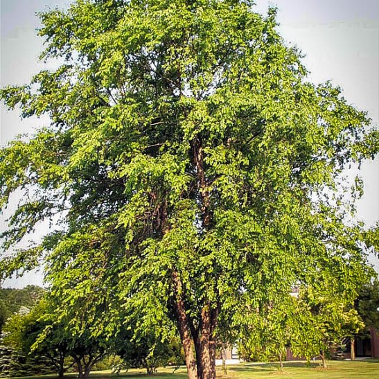 River Birch For Sale Online | The Tree Center