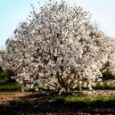 Royal Star Magnolia Tree For Sale Online | The Tree Center