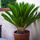 King Sago Palm Tree For Sale Online | The Tree Center™