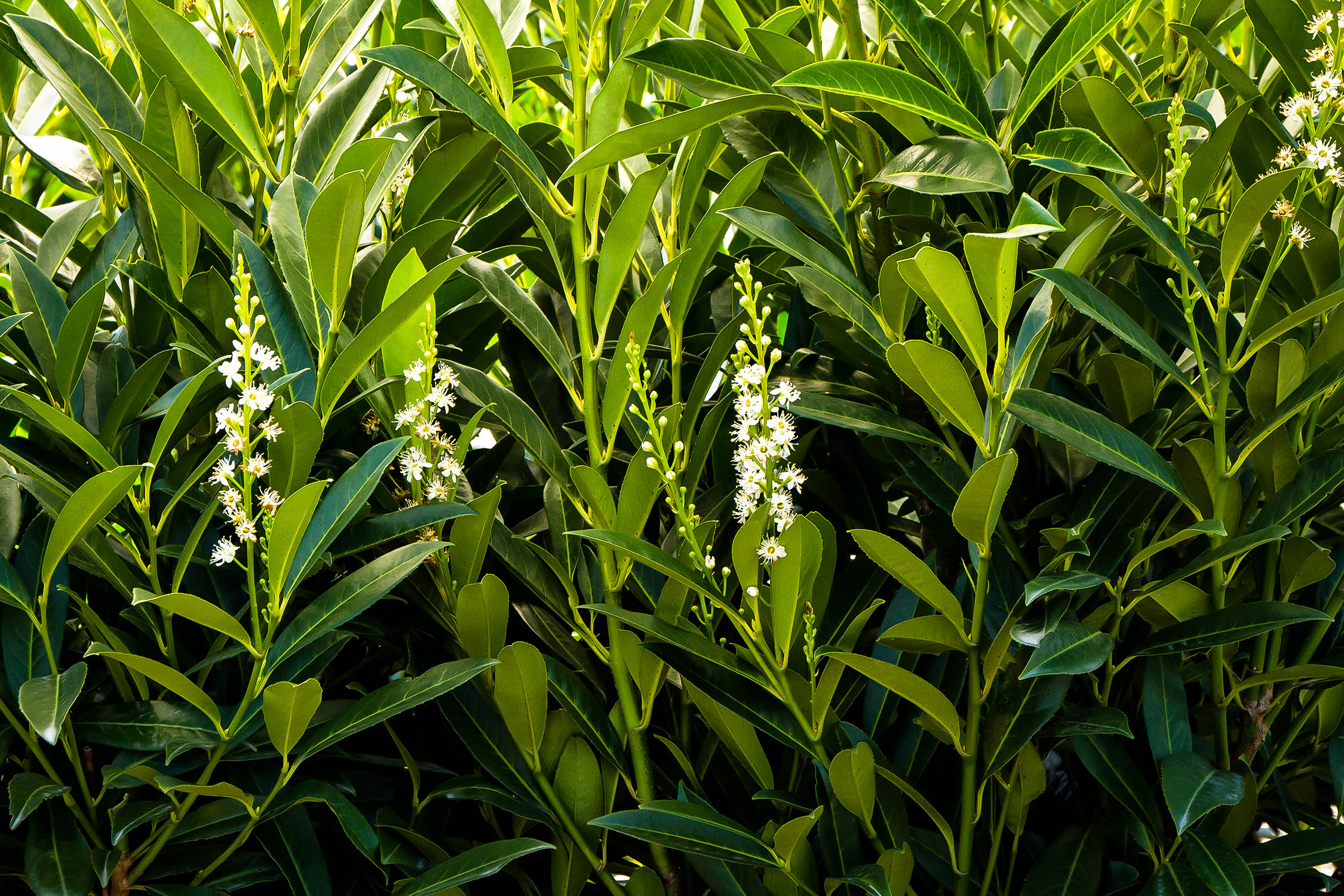 Skip Laurel Shrubs Buy Skip Laurels Online The Tree Center