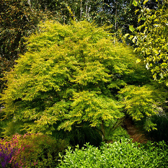 Seiryu Japanese Maple Trees For Sale | The Tree Center™