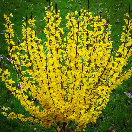 Show Off Forsythia For Sale Online | The Tree Center