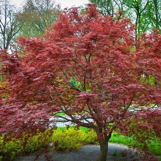 Sherwood Flame Japanese Maple | The Tree Center™