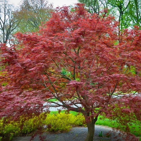 Sherwood Flame Japanese Maple For Sale Online | The Tree Center