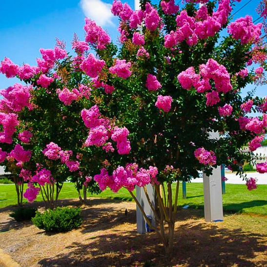 Sioux Crape Myrtle For Sale Online | The Tree Center