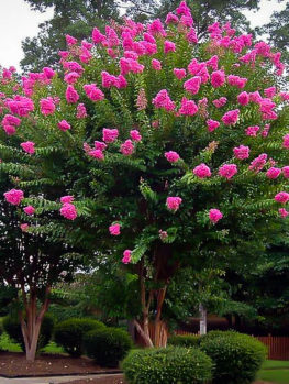 Crepe Myrtle Sioux Crape Myrtle