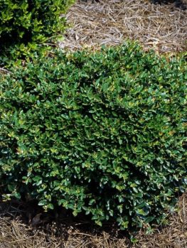 Buy Nellie Stevens Holly Online | The Tree Center™